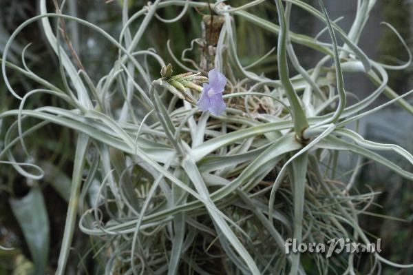 Tillandsia streptocarpa