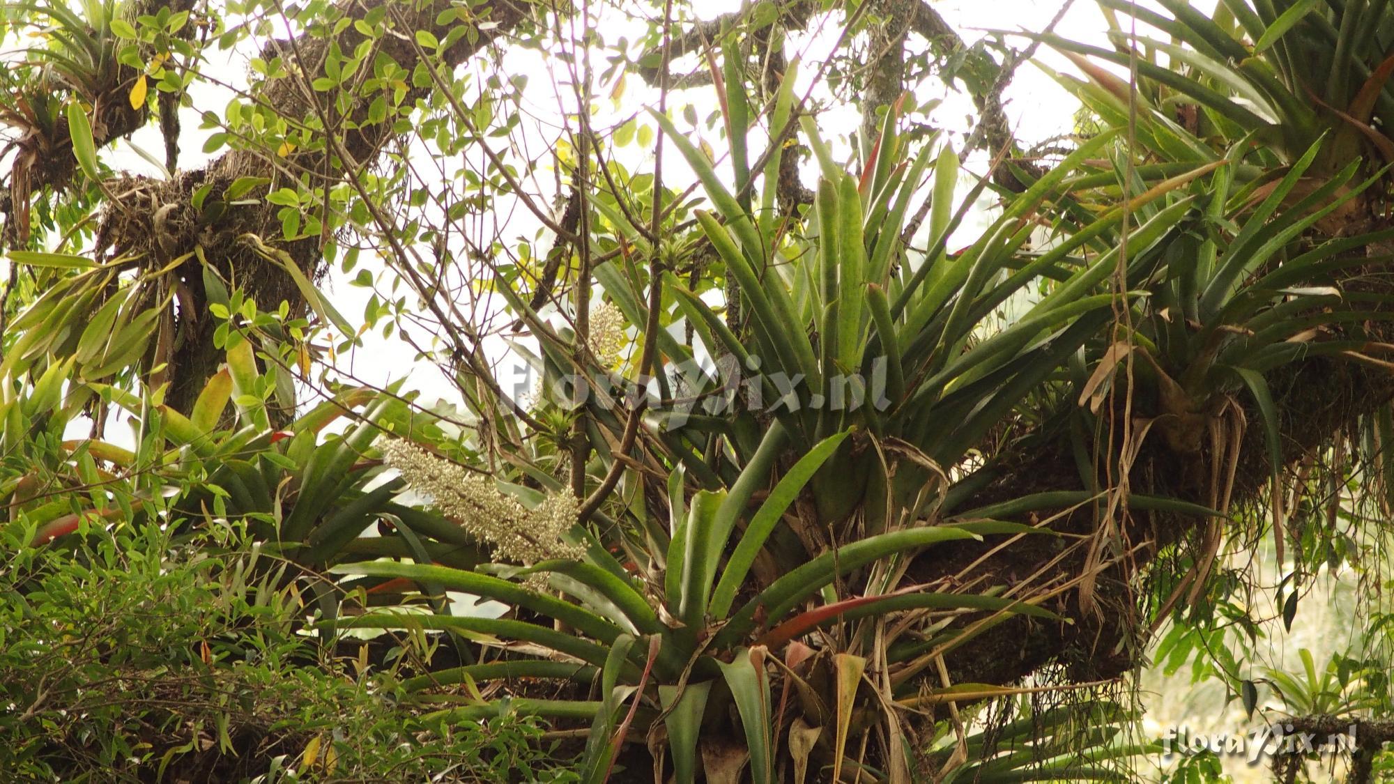 Aechmea mexicana