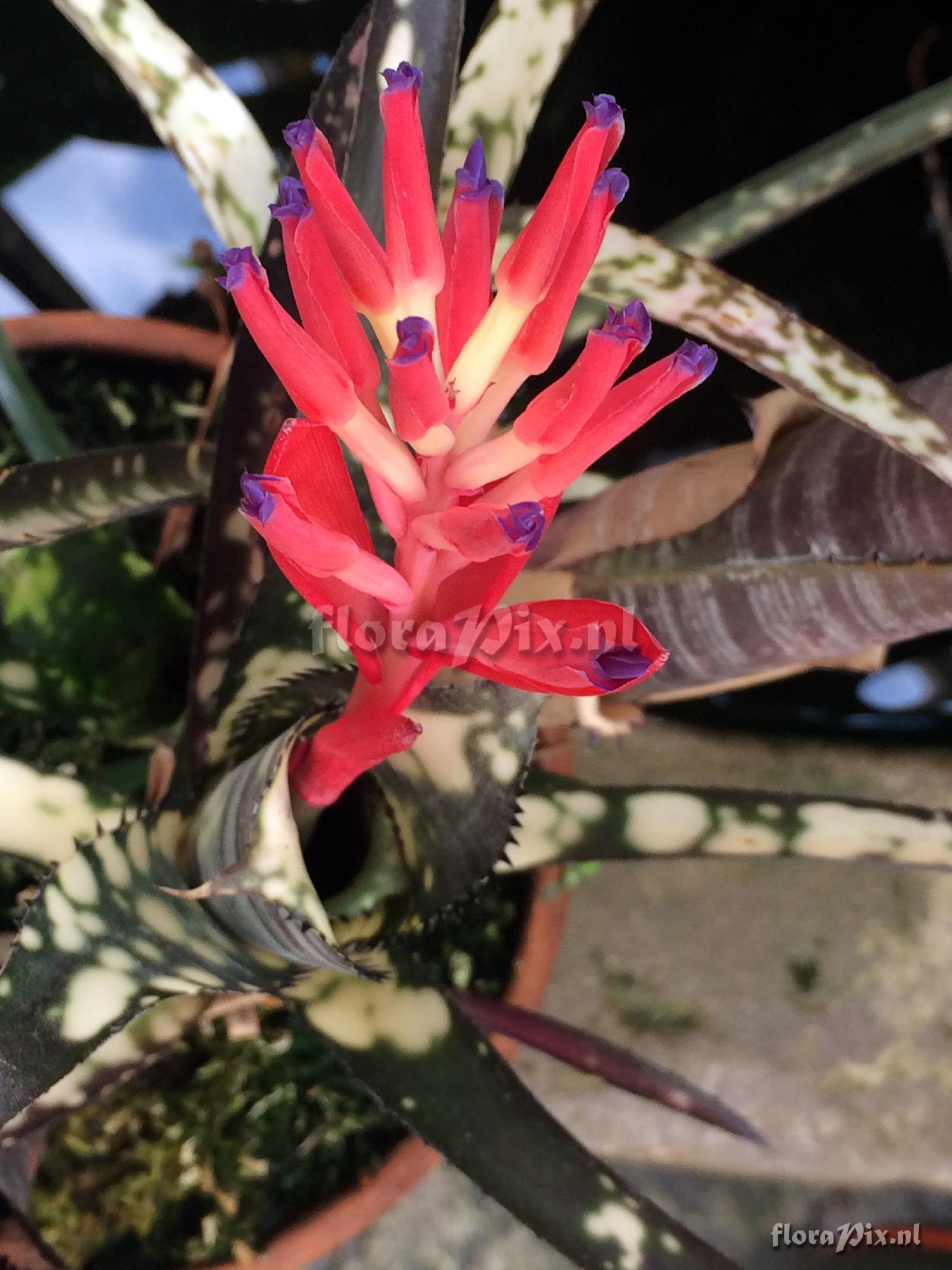 Billbergia 