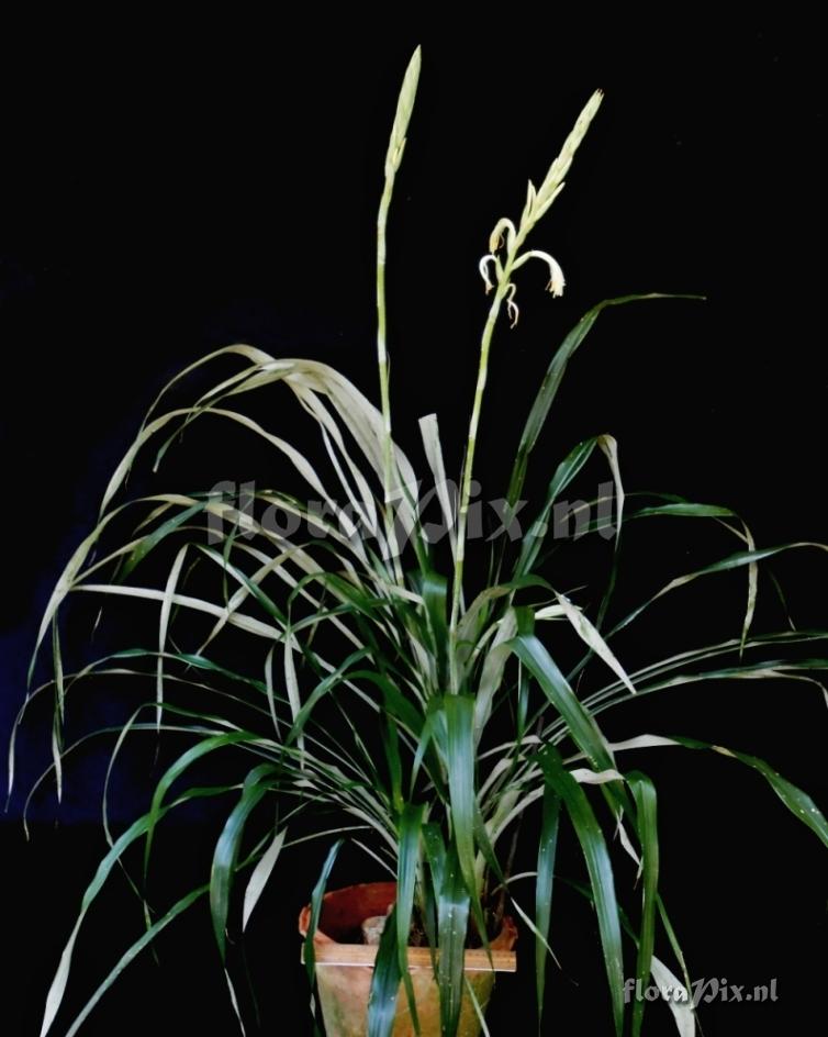 Pitcairnia sp