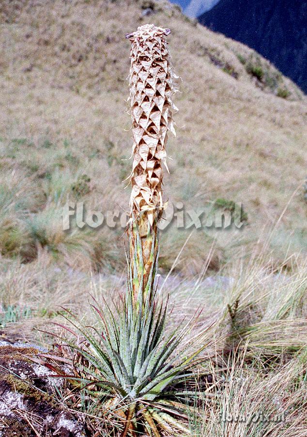 Puya lutheri aff.