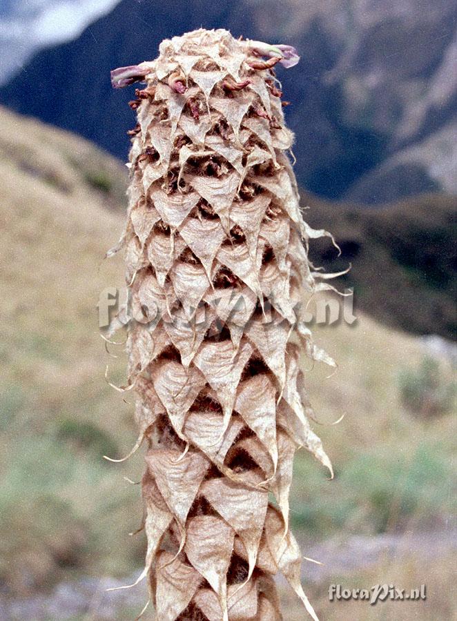 Puya lutheri aff.