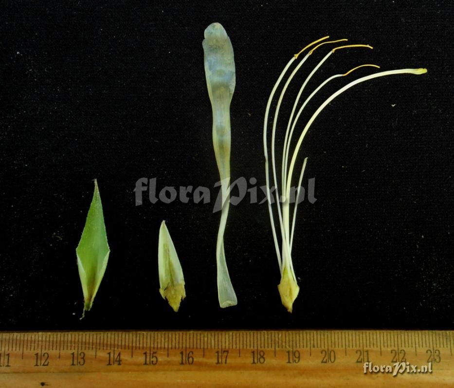 Pitcairnia sp