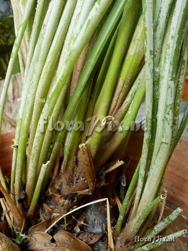 Pitcairnia sp