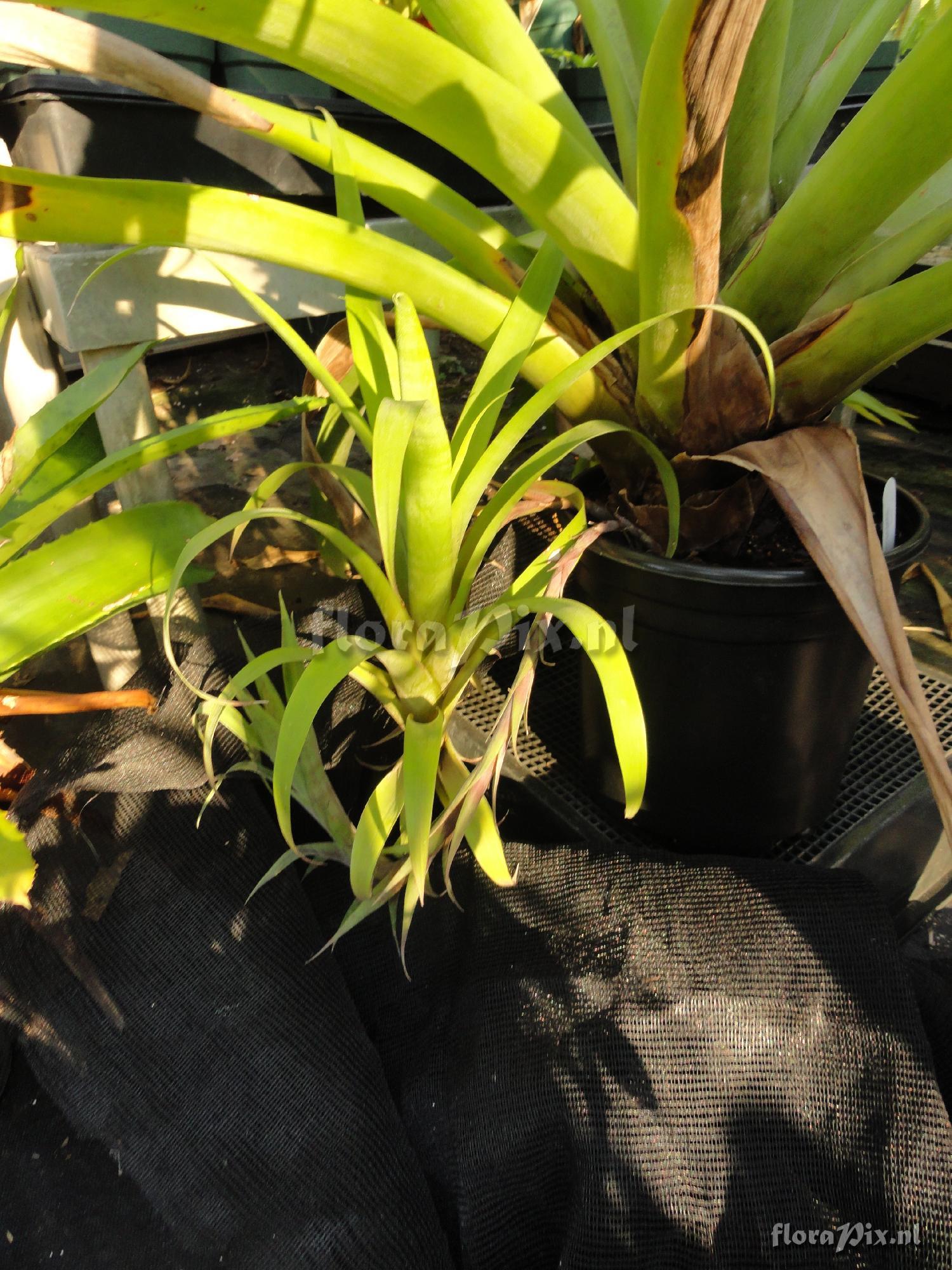 Tillandsia krukoffiana