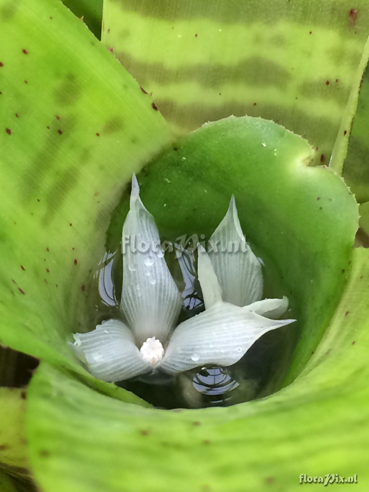 Neoregelia tigrina