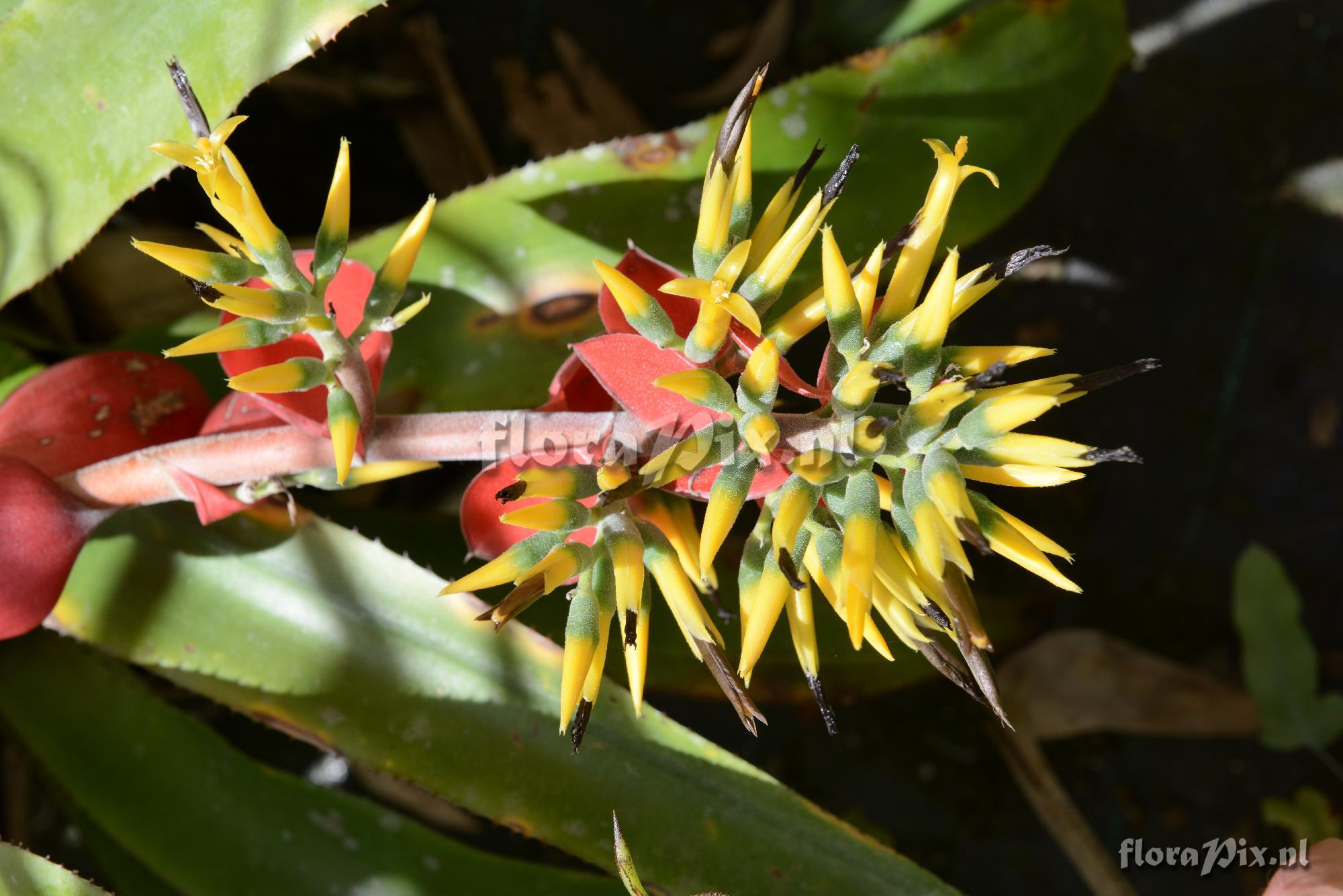 Aechmea costantinii