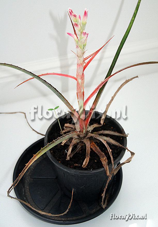 Bromelia 
