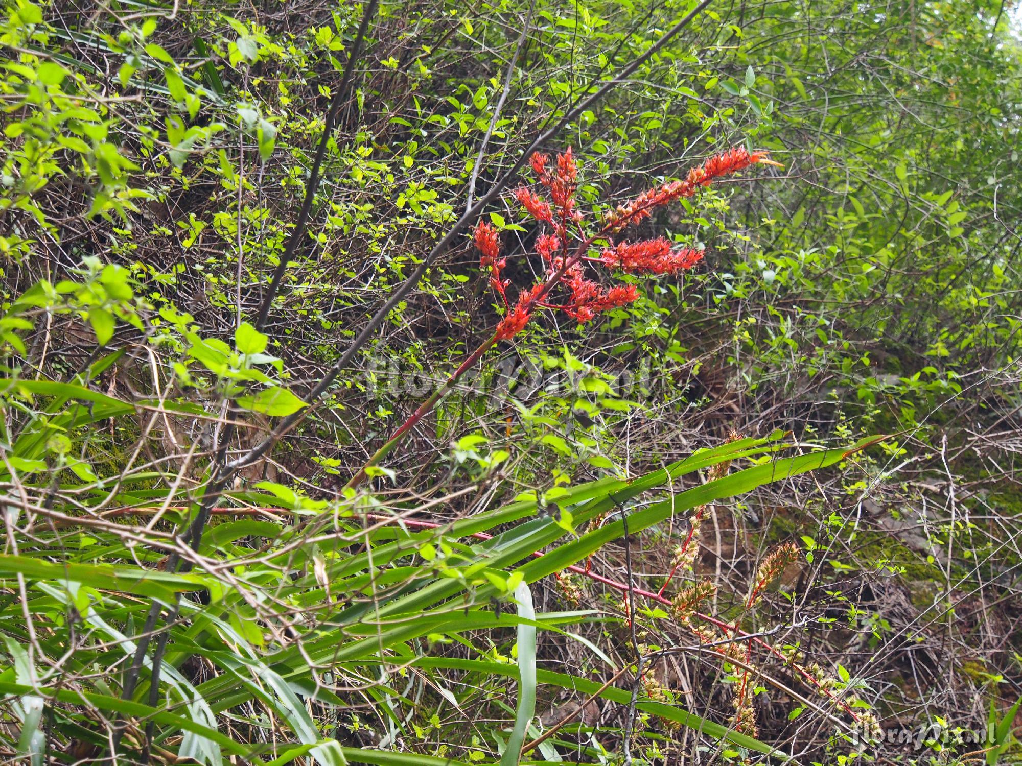 Pitcairnia sp