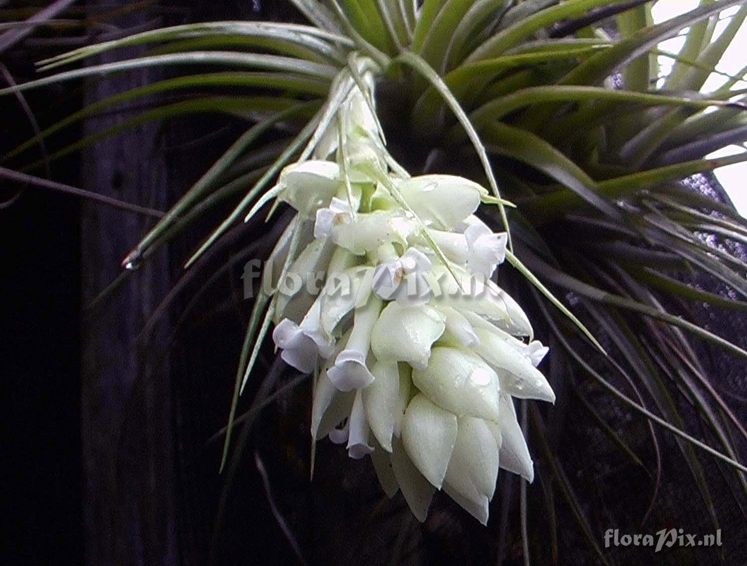 Tillandsia stricta alba