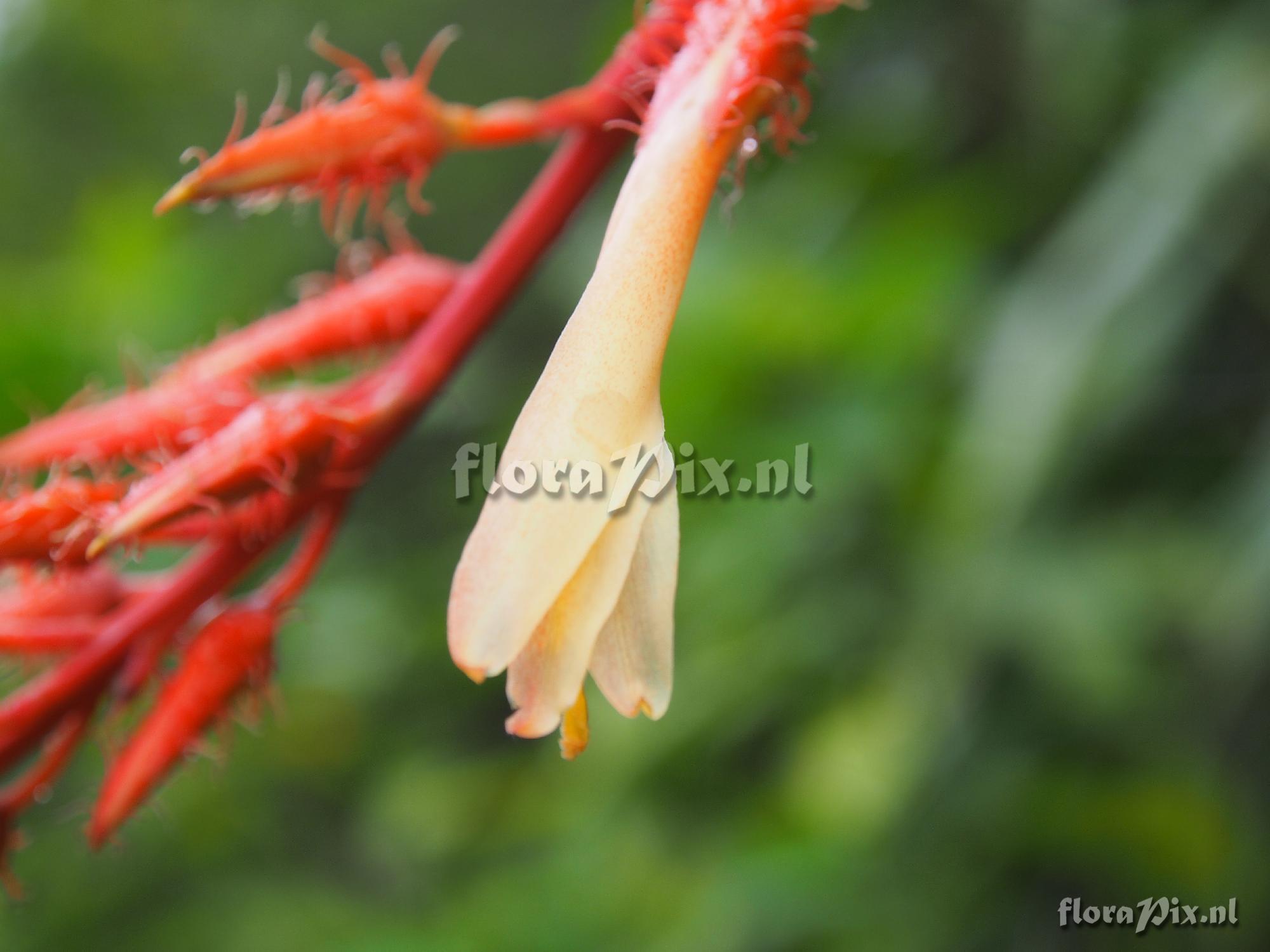 Pitcairnia sp