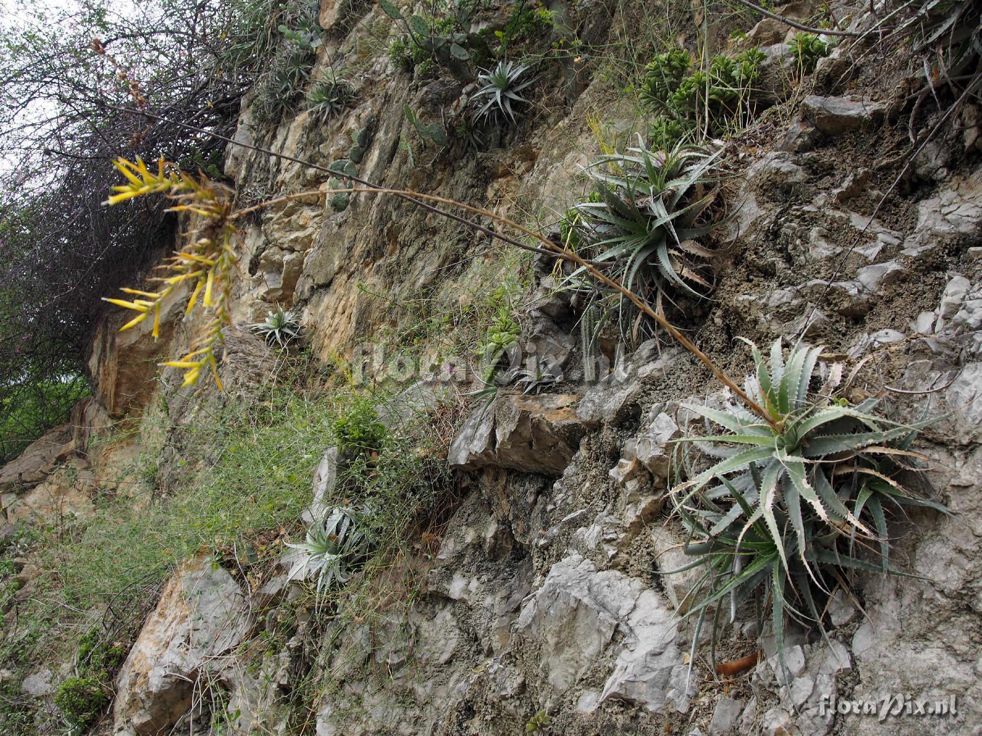 Deuterocohnia longipetala