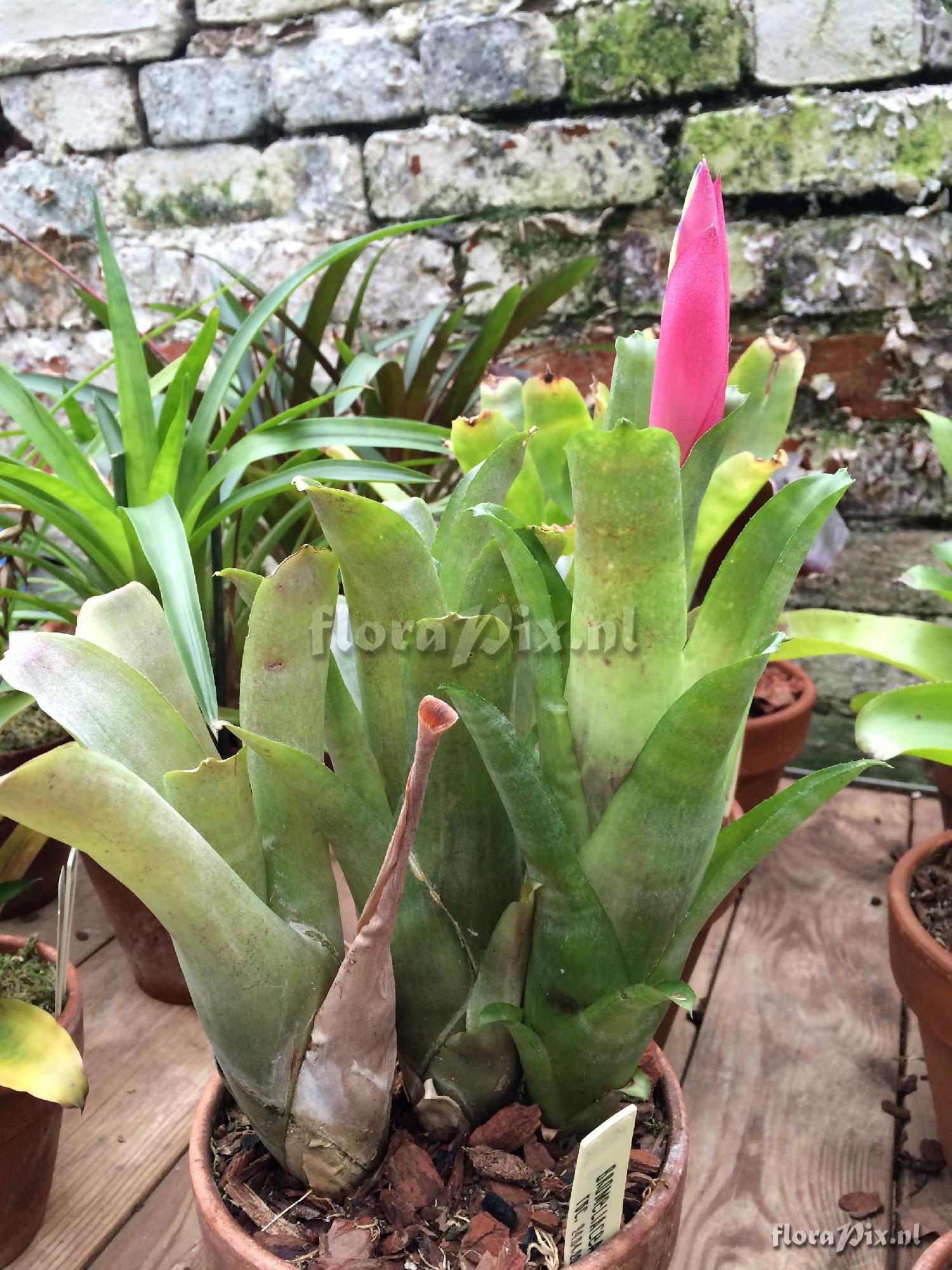 Billbergia 