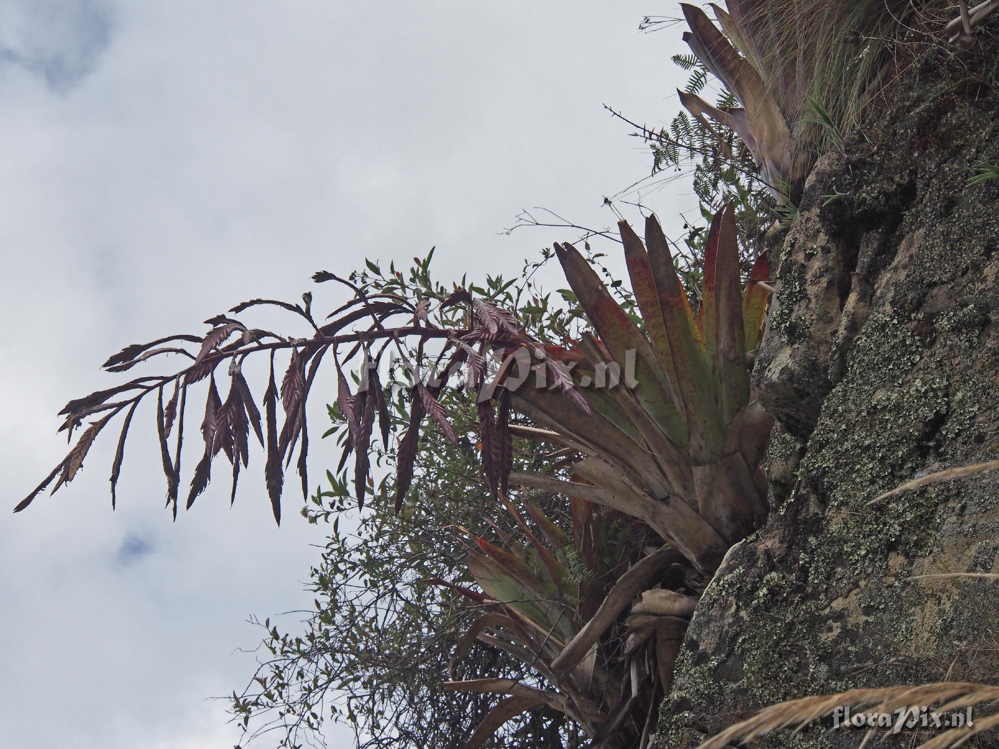 Tillandsia sagasteguii