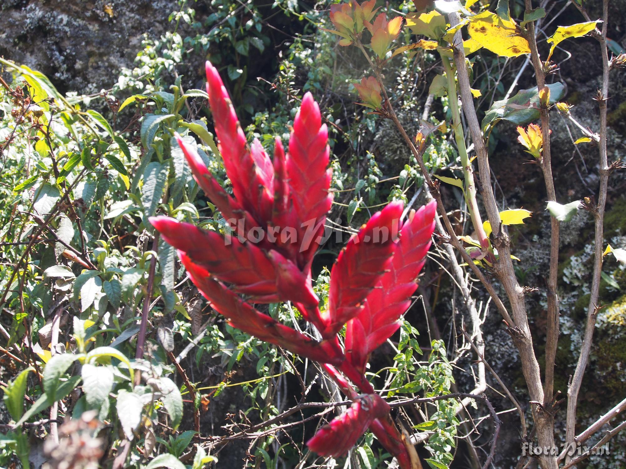 Tillandsia stenoura