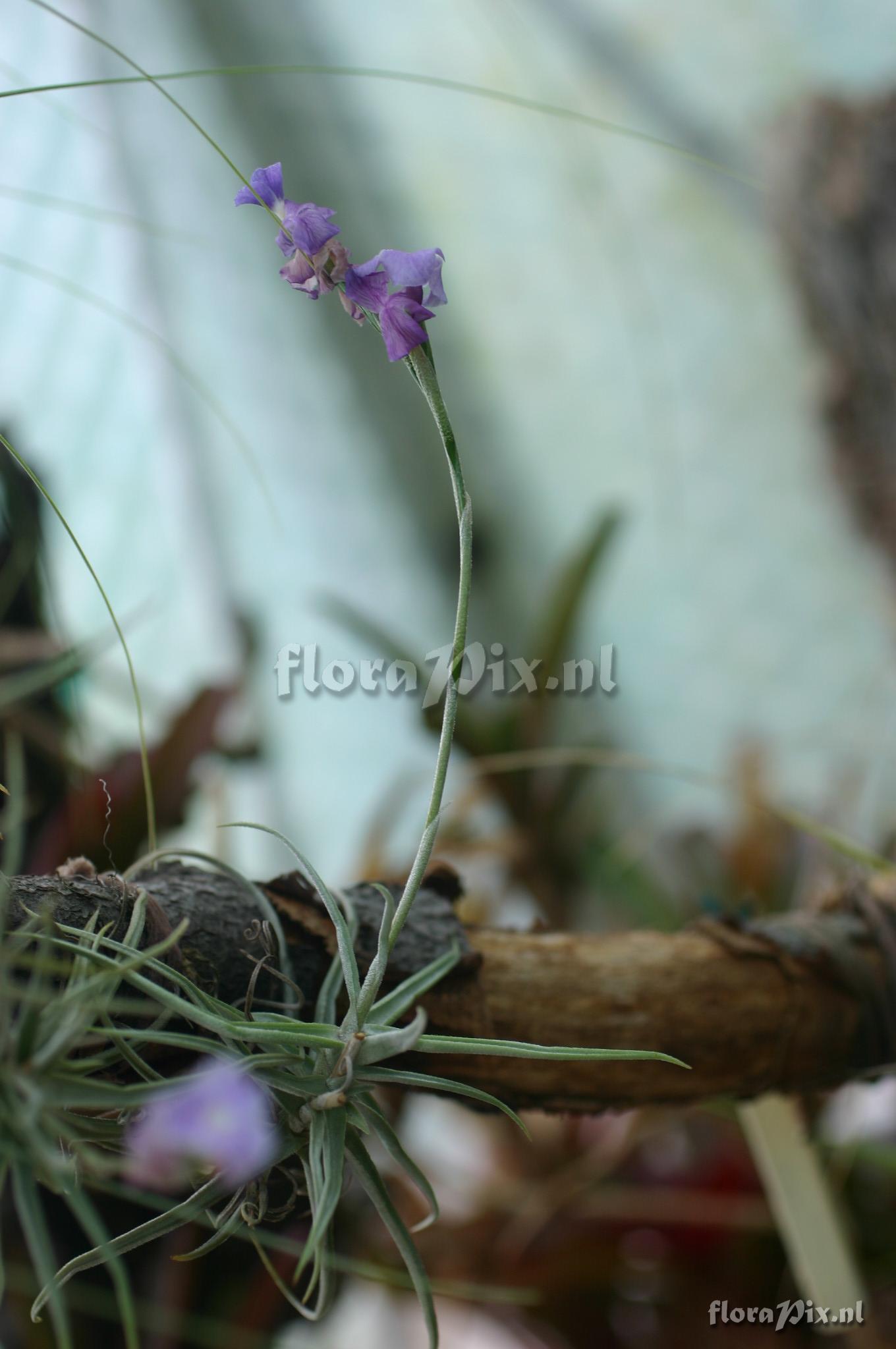 Tillandsia streptocarpa