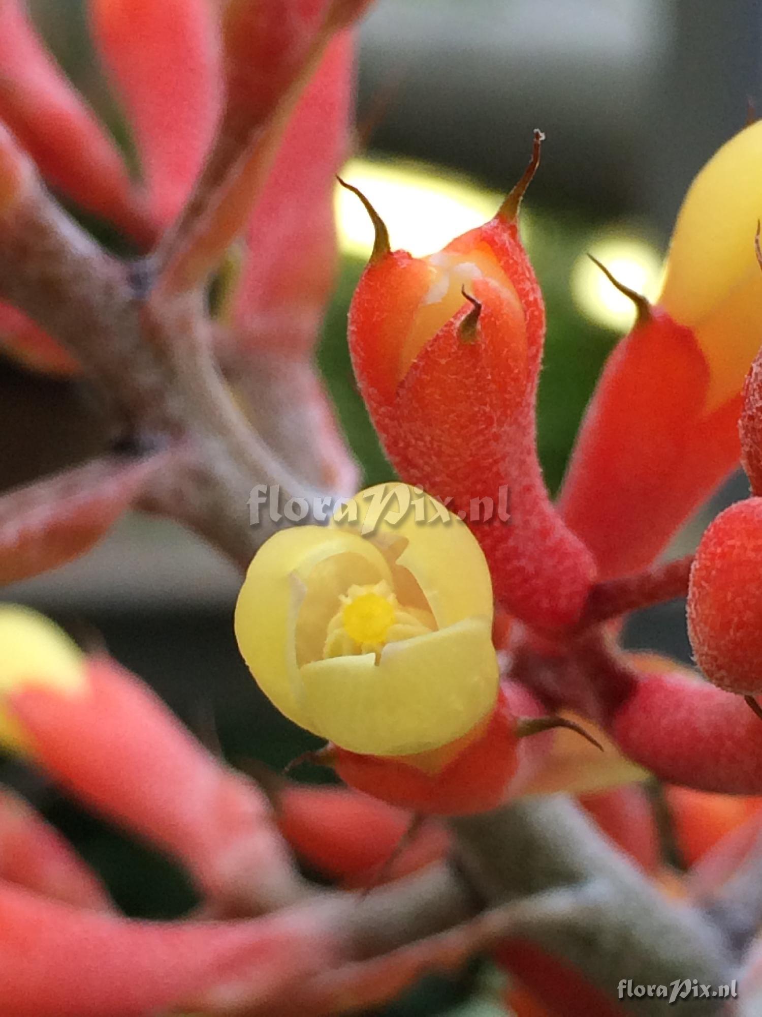 Aechmea caudata