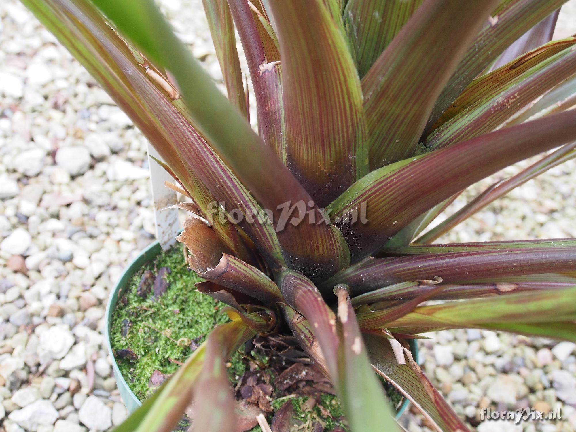 Guzmania foetida