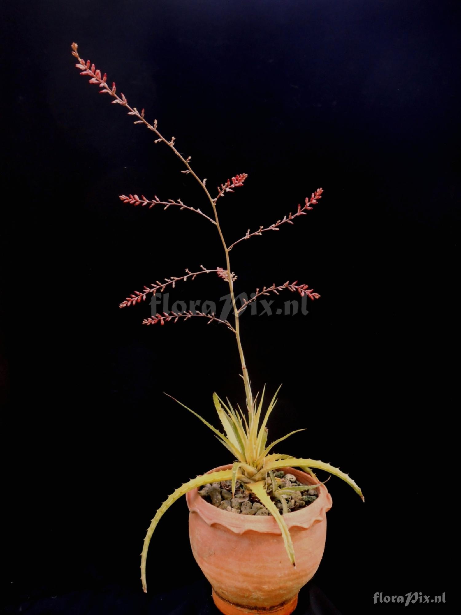 Hechtia meziana