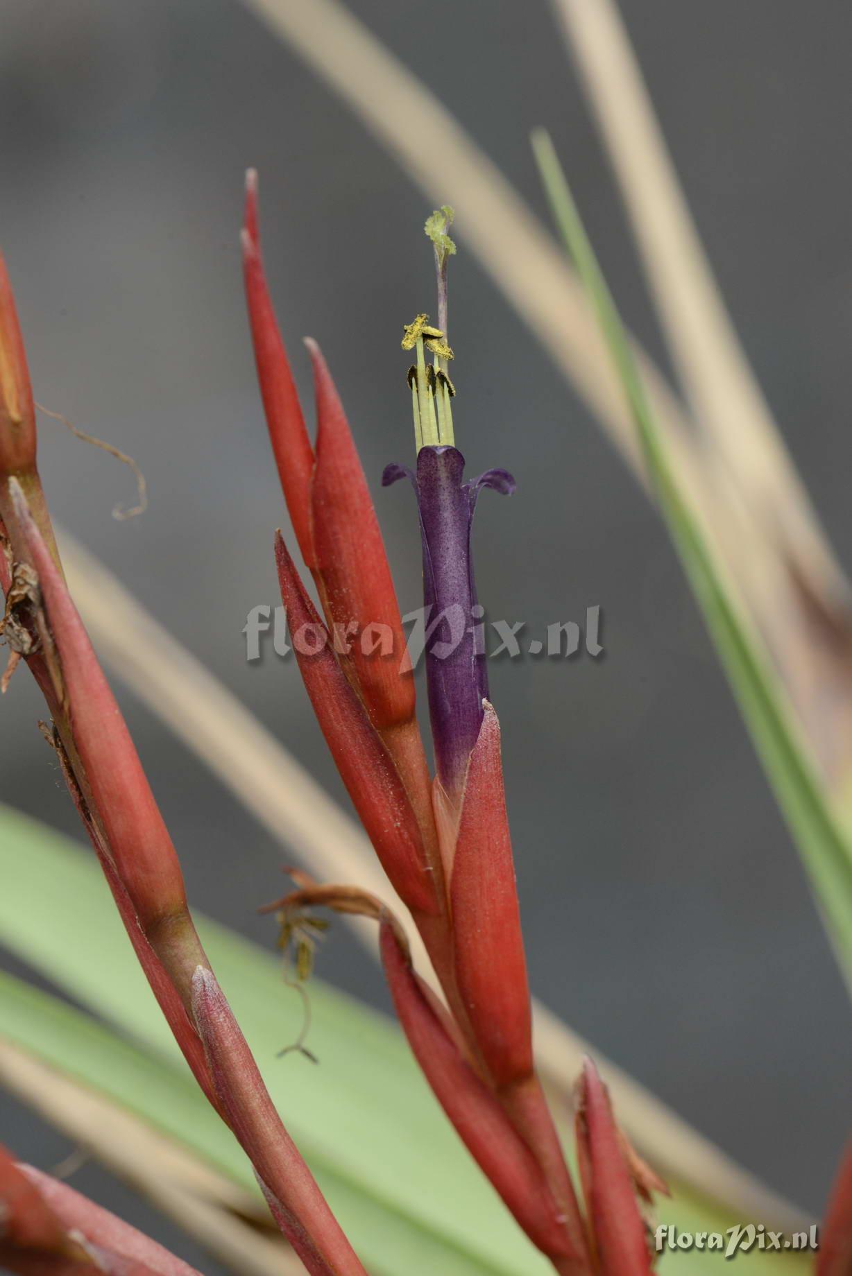 Tillandsia rauhii??