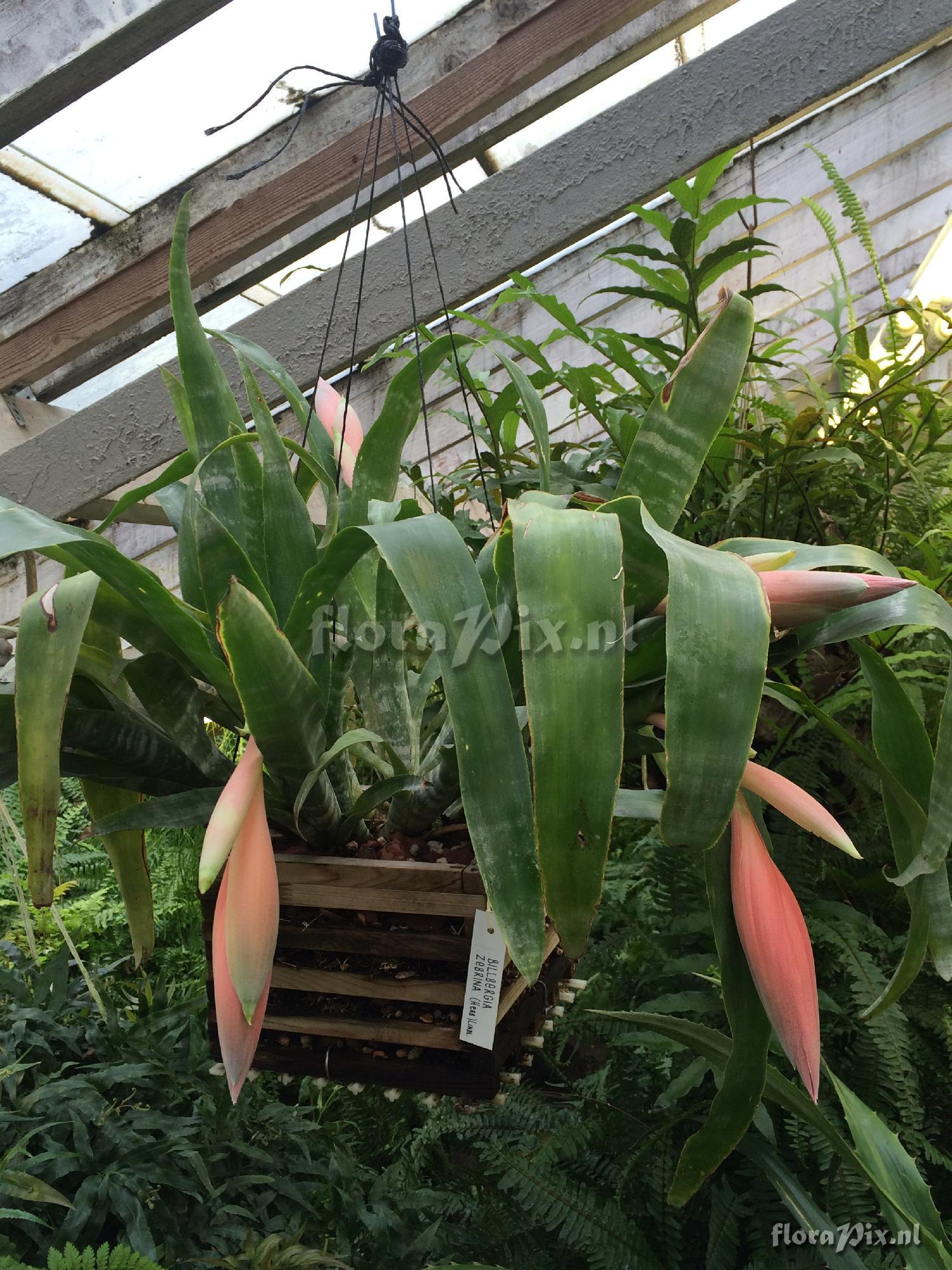 Billbergia decora