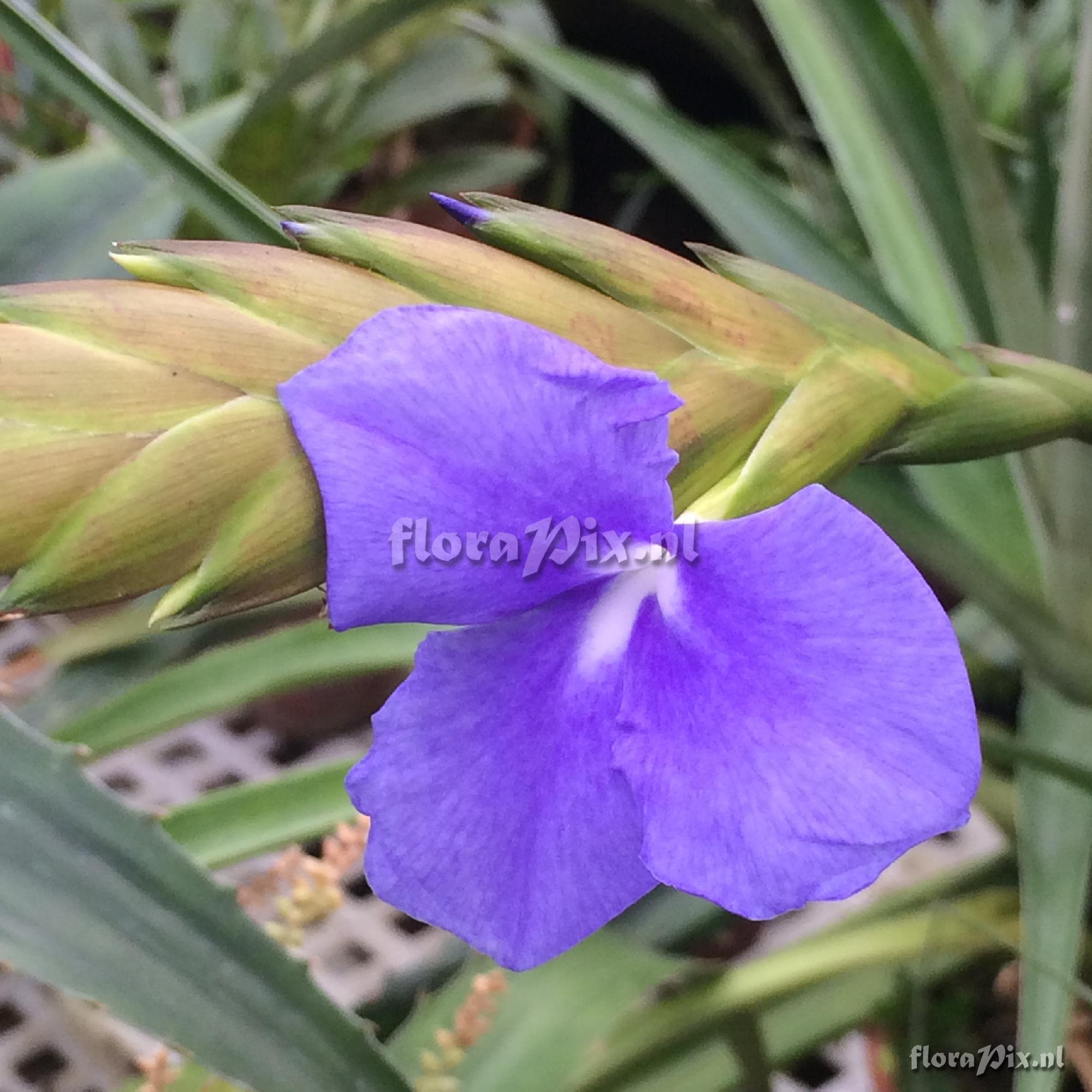 Tillandsia lindenii