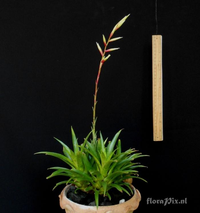 Vriesea sp