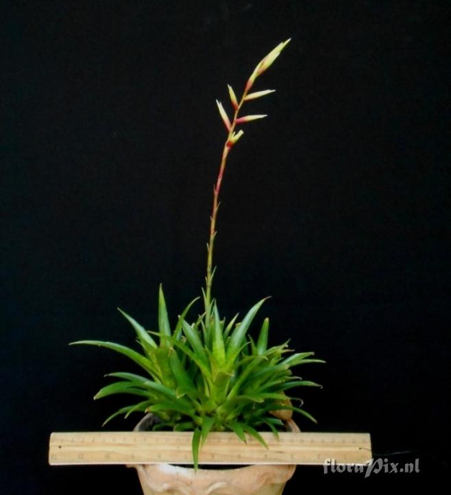 Vriesea sp