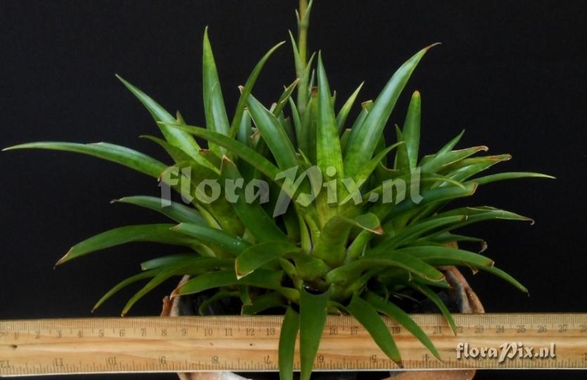 Vriesea sp