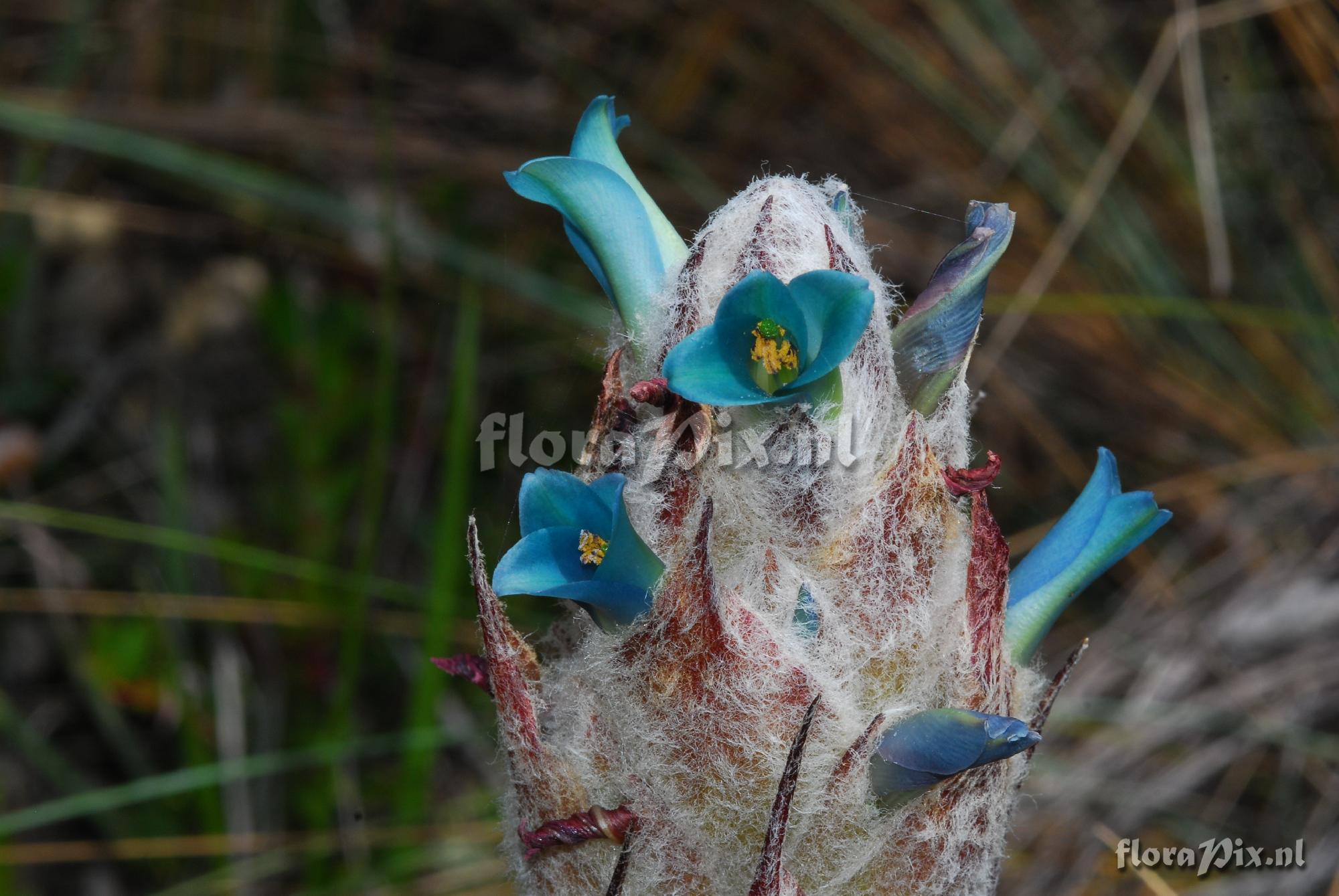 Puya pygmaea