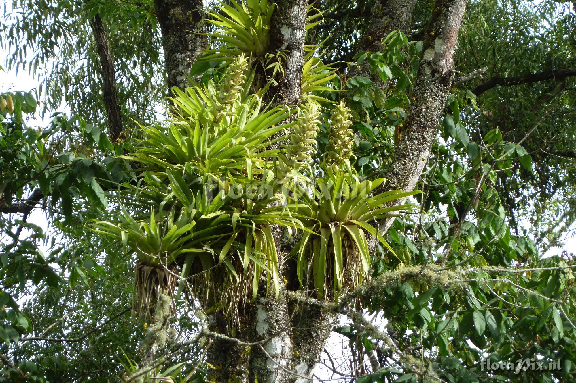 Tillandsia tillii