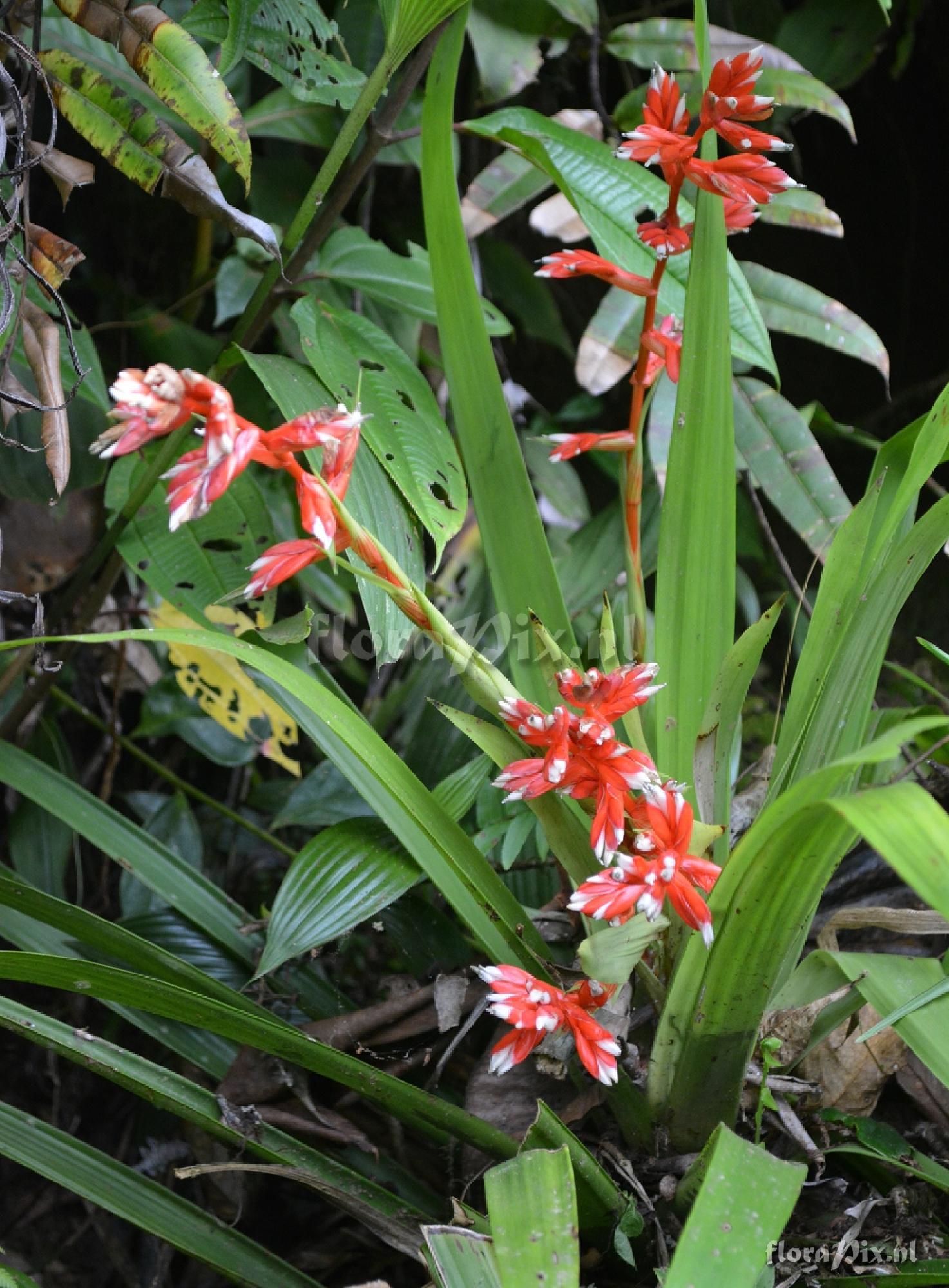 Guzmania aff. laeta 