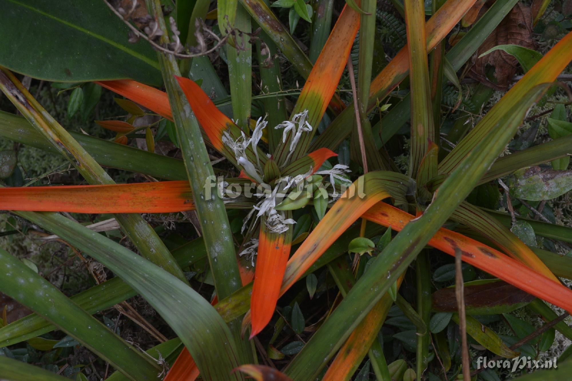 Guzmania nidularioides