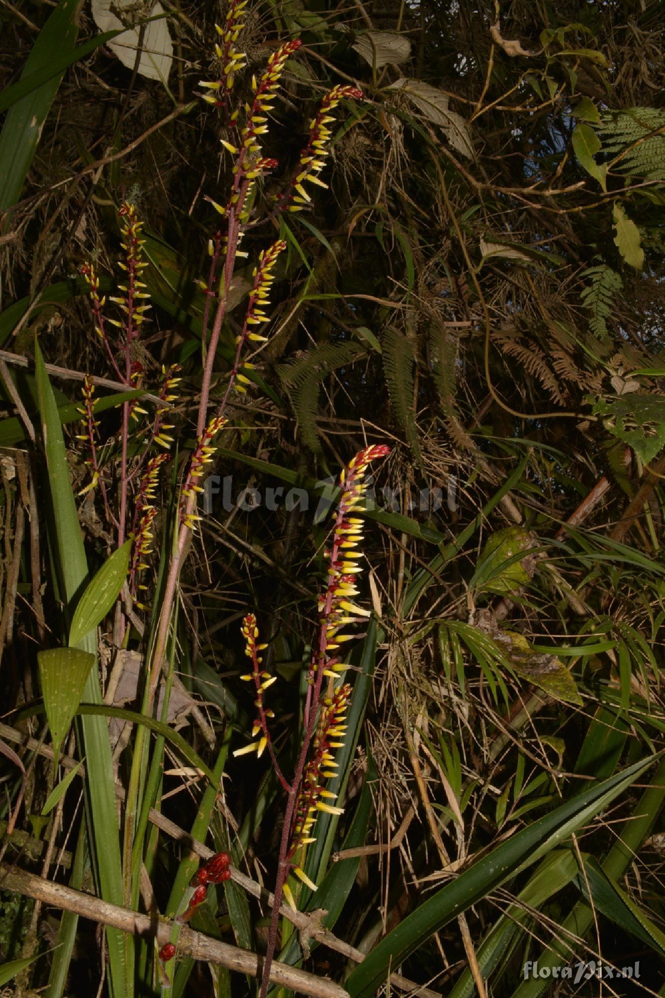 Pitcairnia sp.