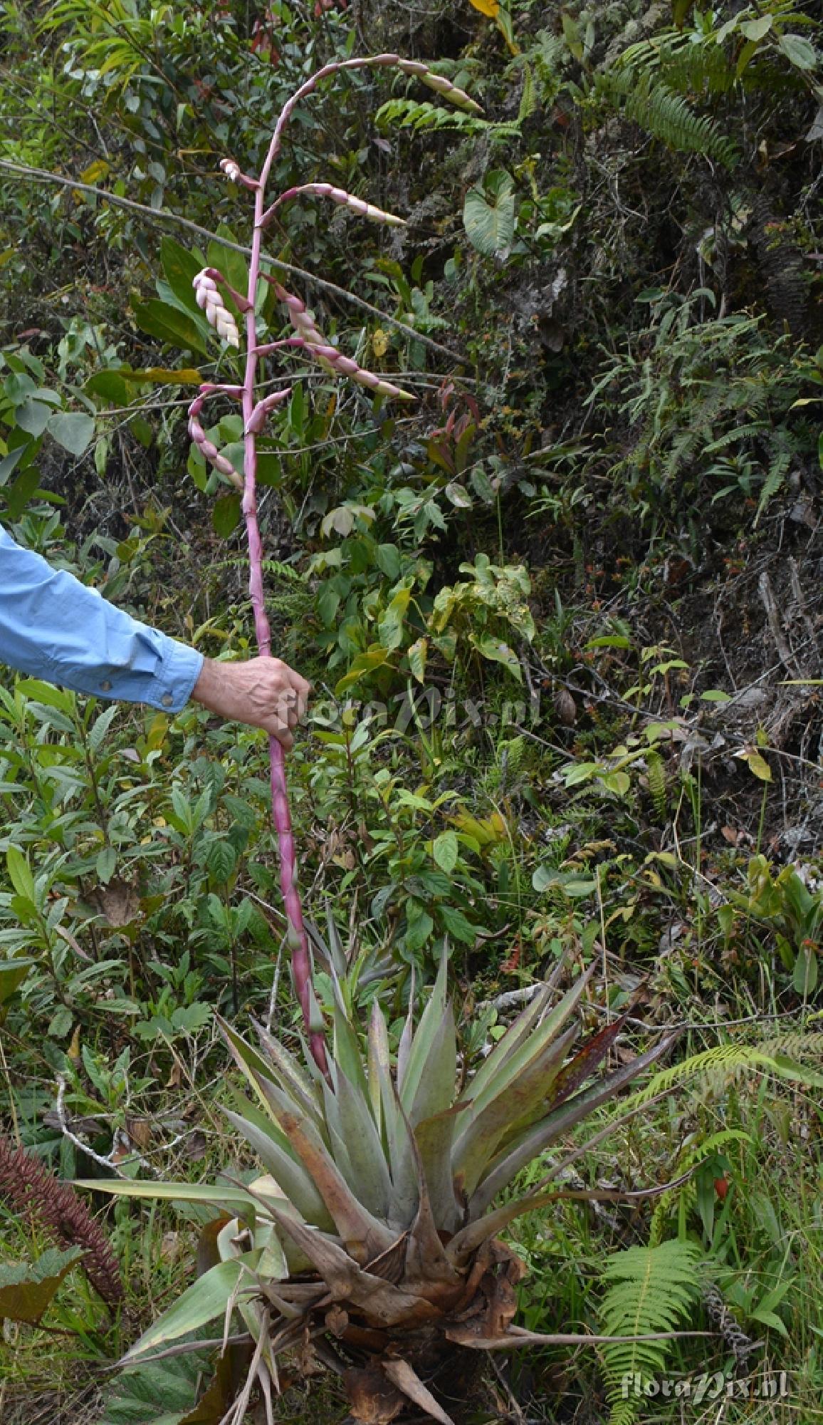 Tillandsia clavigera