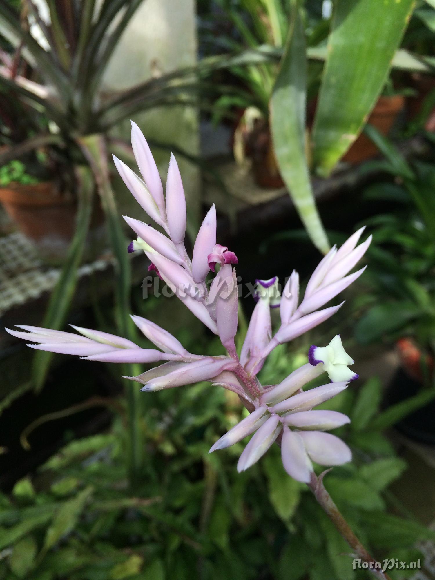 Tillandsia cacticola