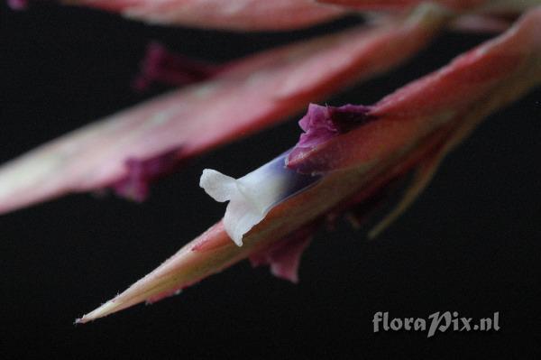 Tillandsia tectorum