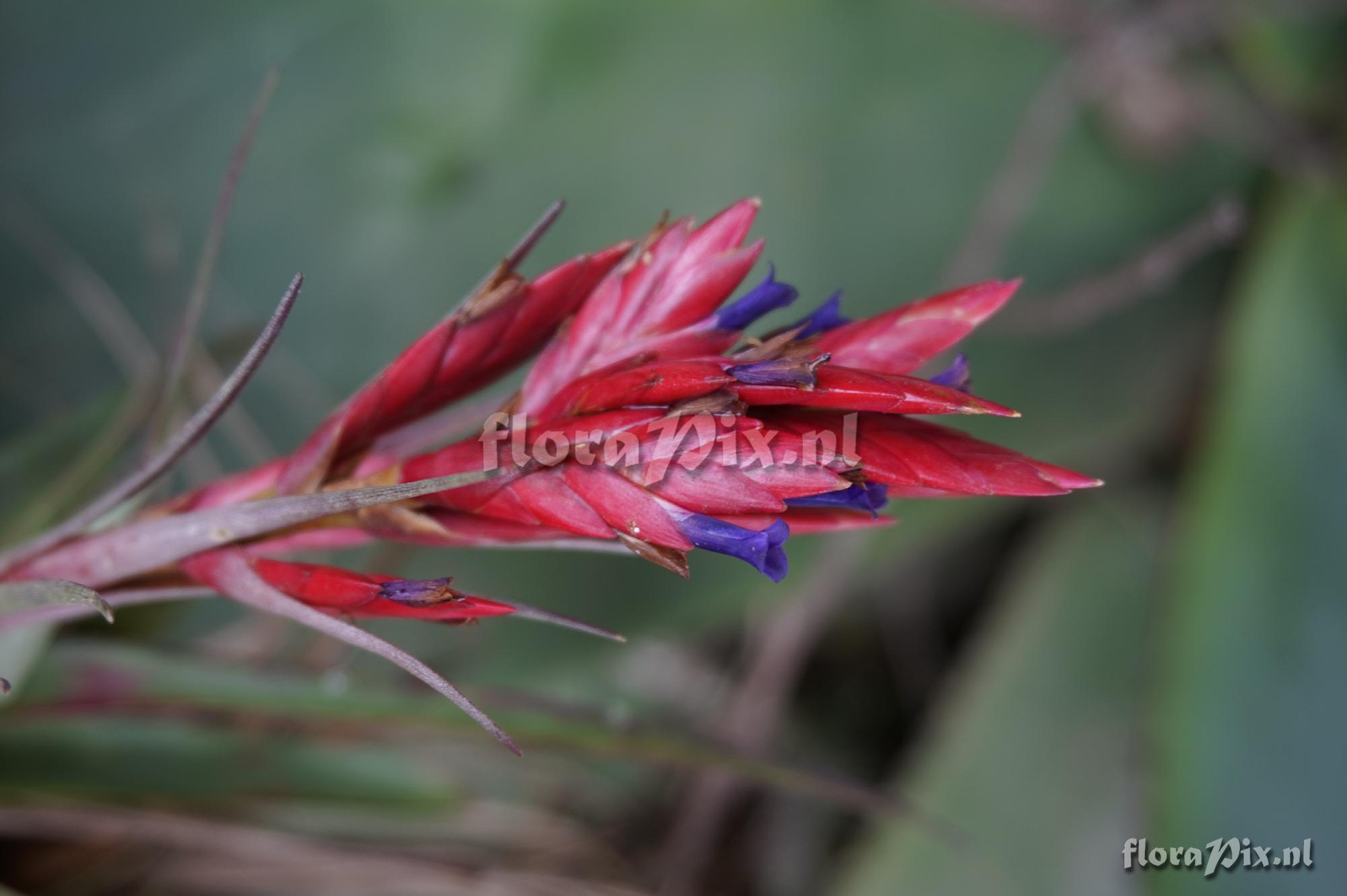 Tillandsia aff. gymnobotrya