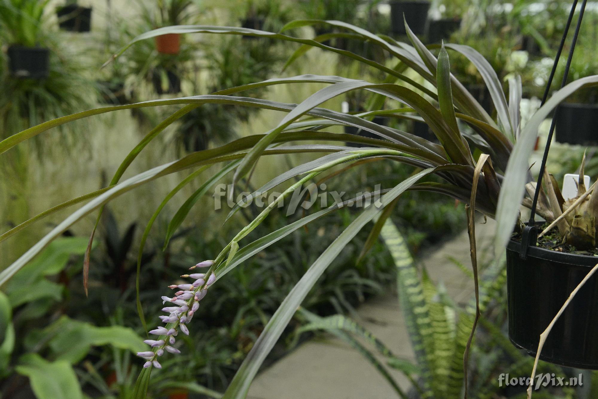 Aechmea subintegerrima