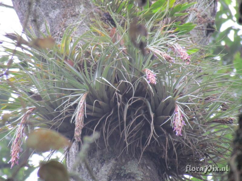 Tillandsia 