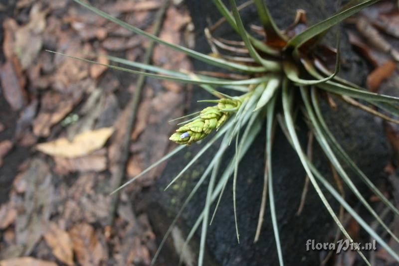 Tillandsia 