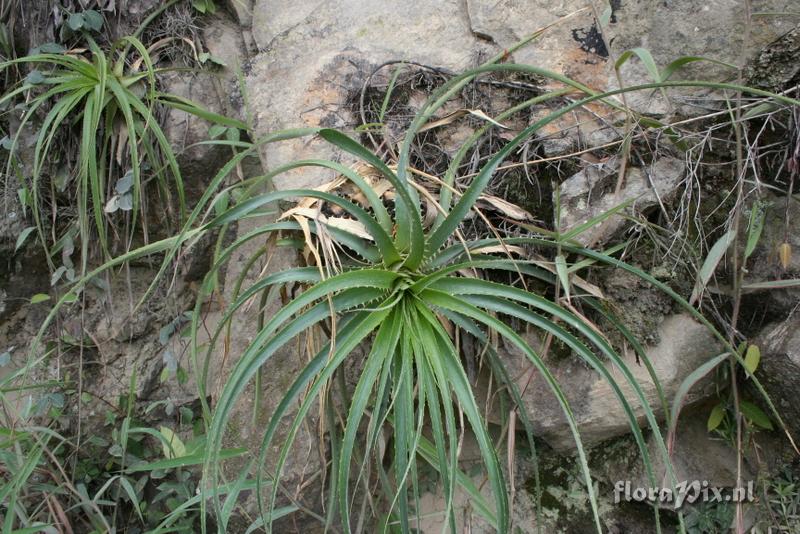 Puya sp.