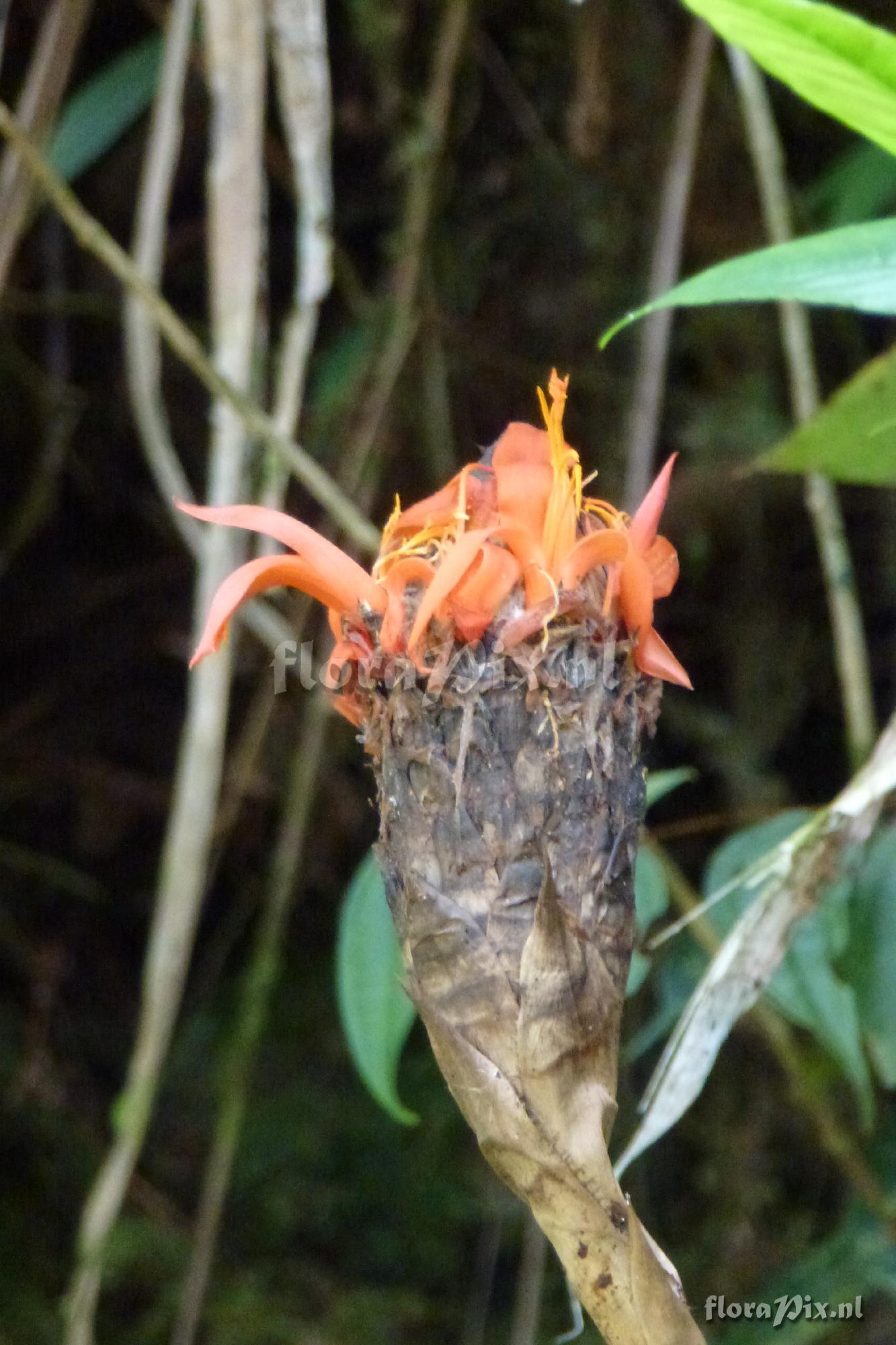 Pitcairnia sp