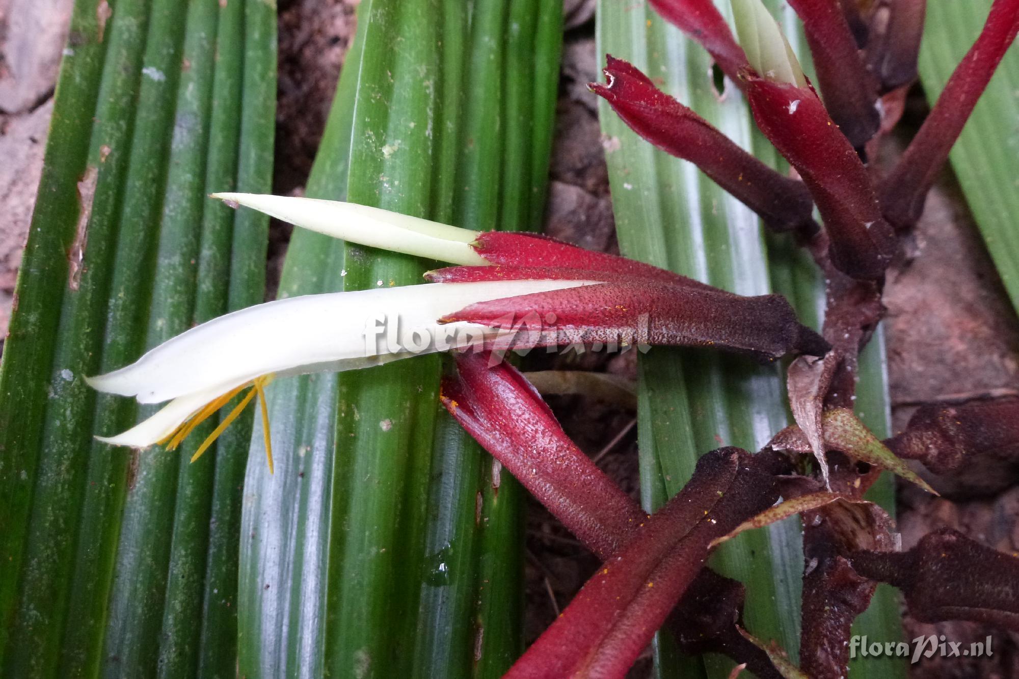 Pitcairnia sp