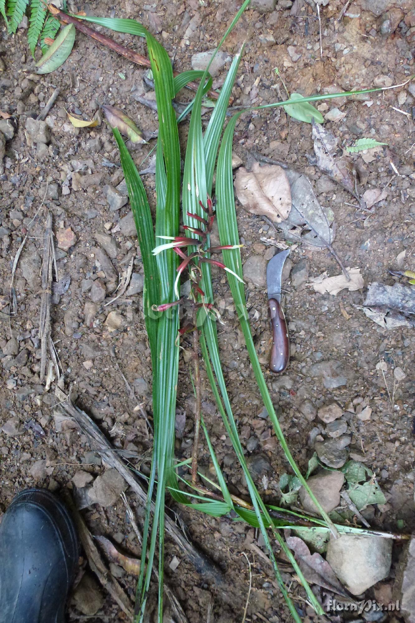 Pitcairnia sp
