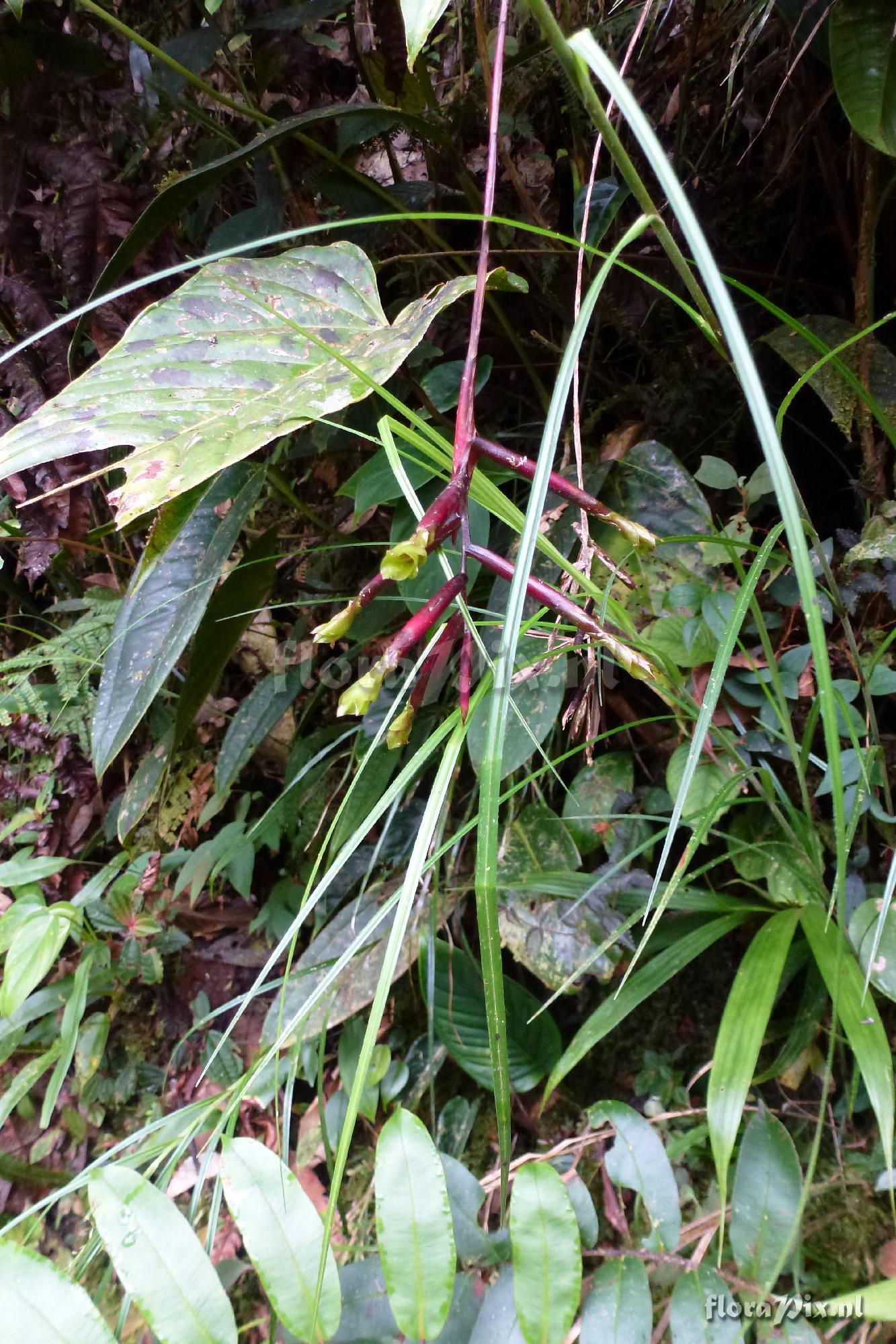 Guzmania sp