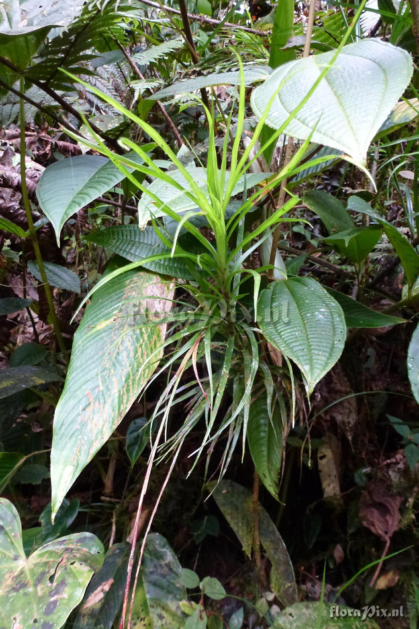 Guzmania sp