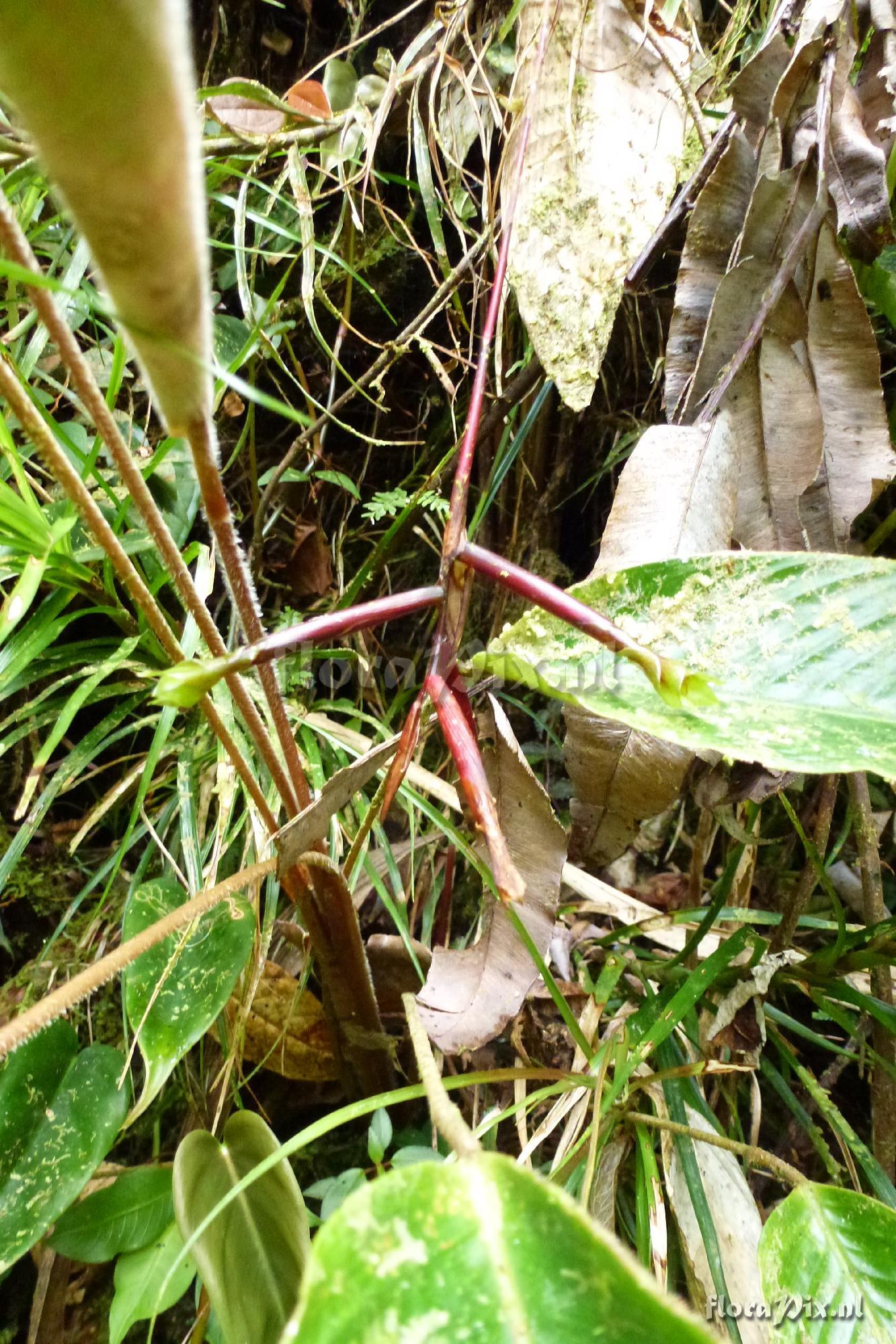 Guzmania sp