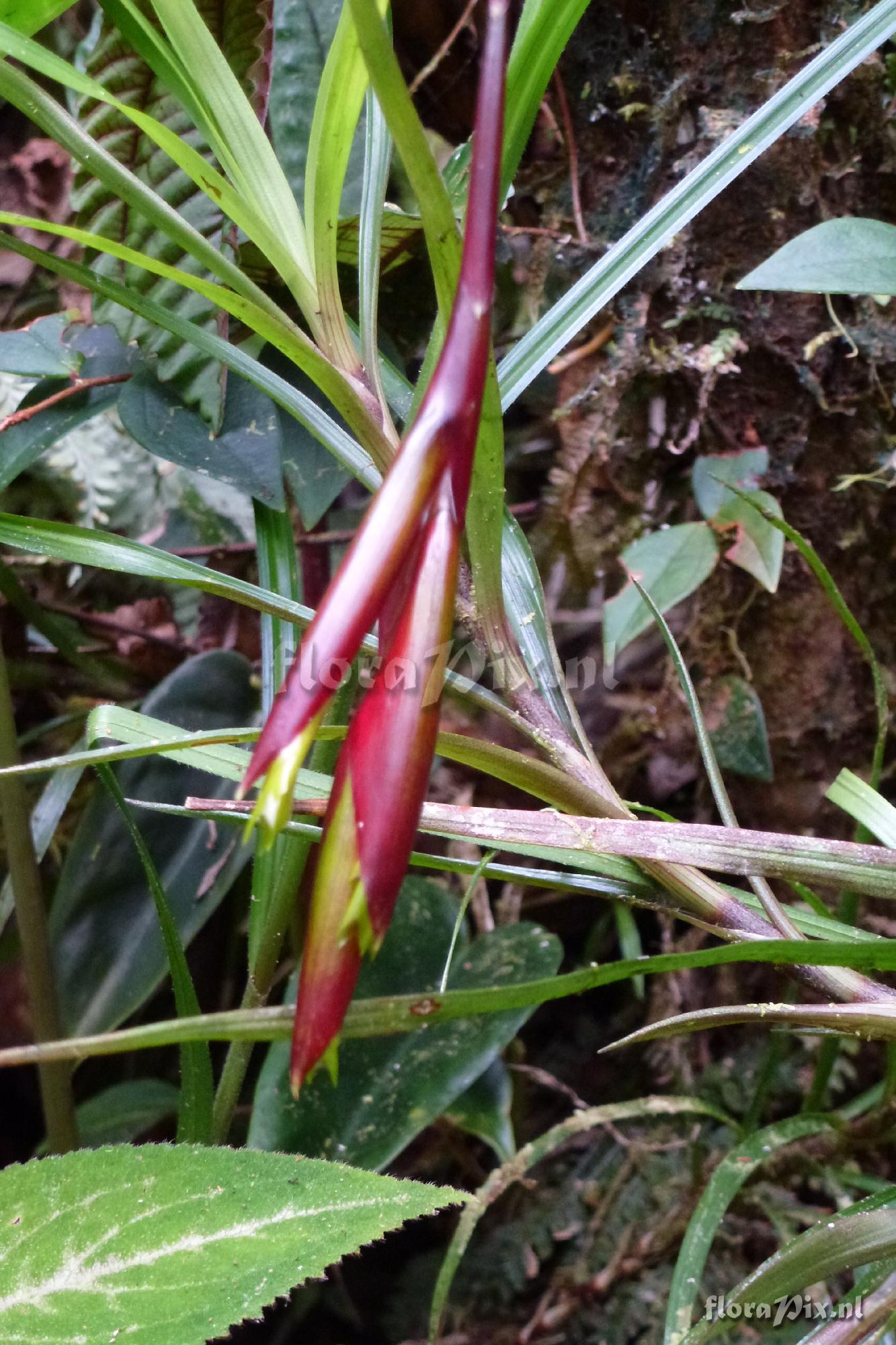 Guzmania sp