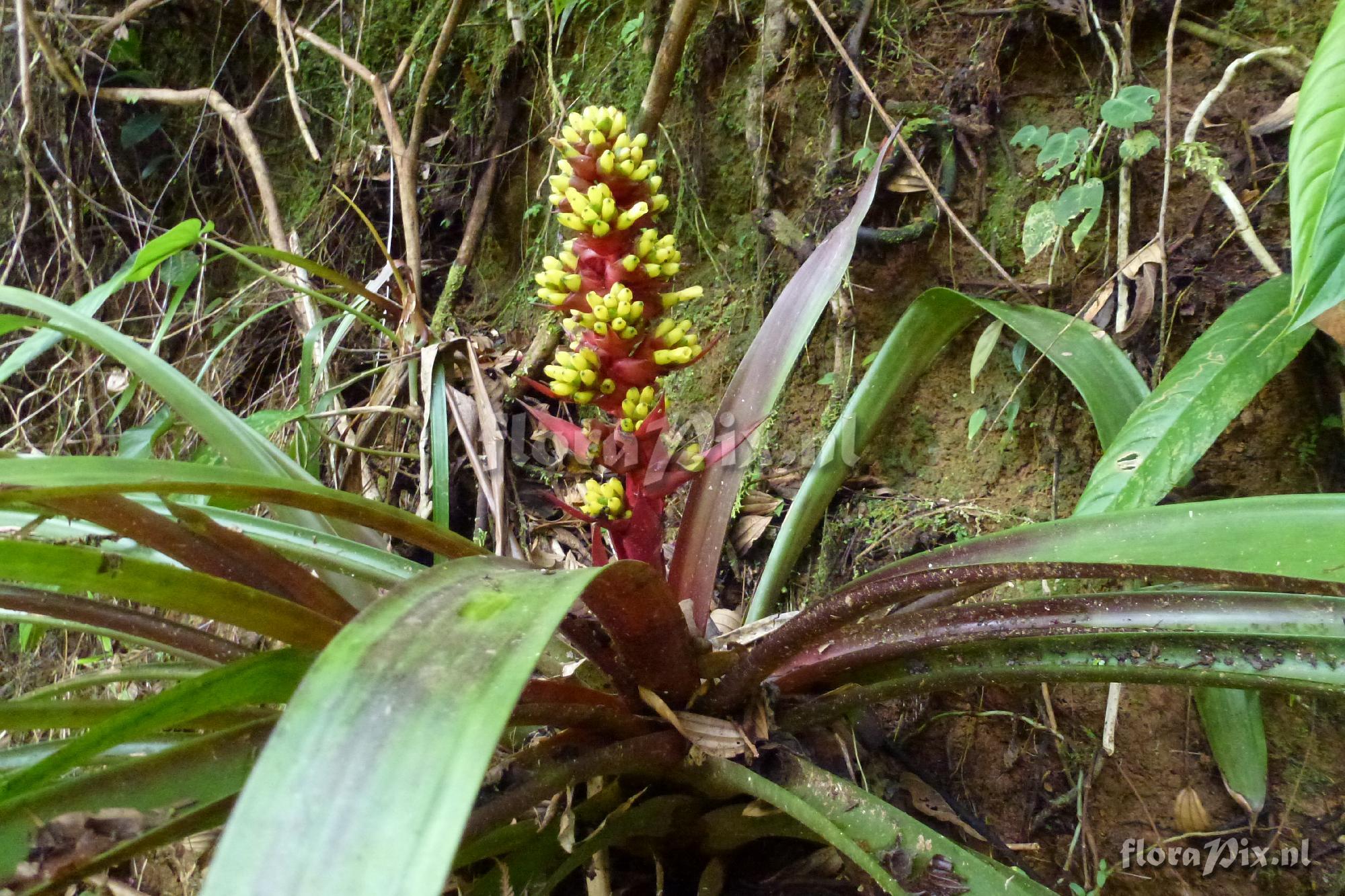 Guzmania testudinis ?